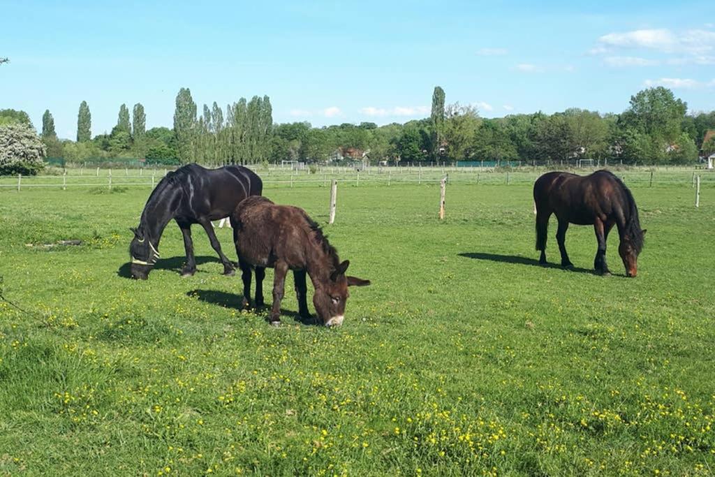 Gite "Le Platane" 45 M2 - Climatise Monswiller Bagian luar foto