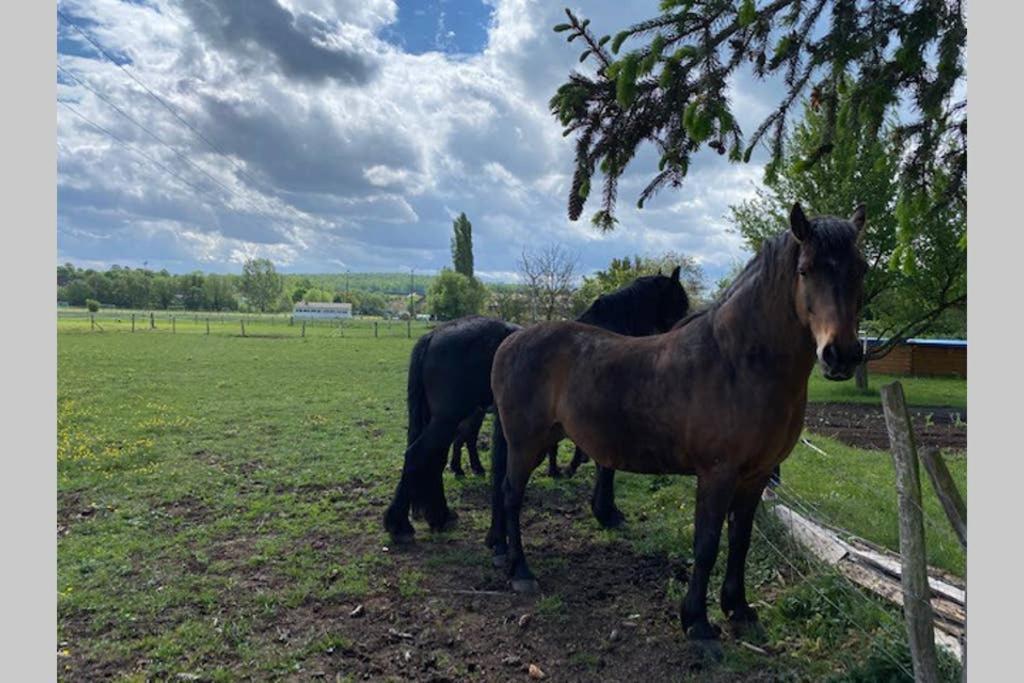 Gite "Le Platane" 45 M2 - Climatise Monswiller Bagian luar foto