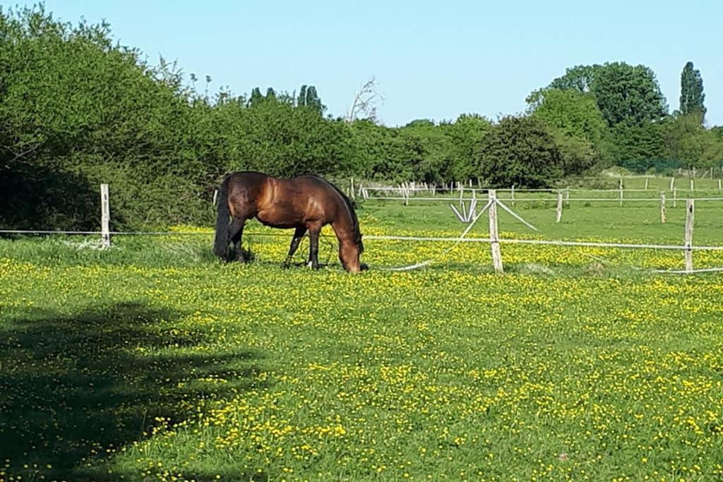 Gite "Le Platane" 45 M2 - Climatise Monswiller Bagian luar foto