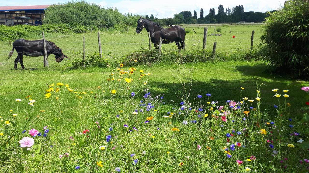 Gite "Le Platane" 45 M2 - Climatise Monswiller Bagian luar foto