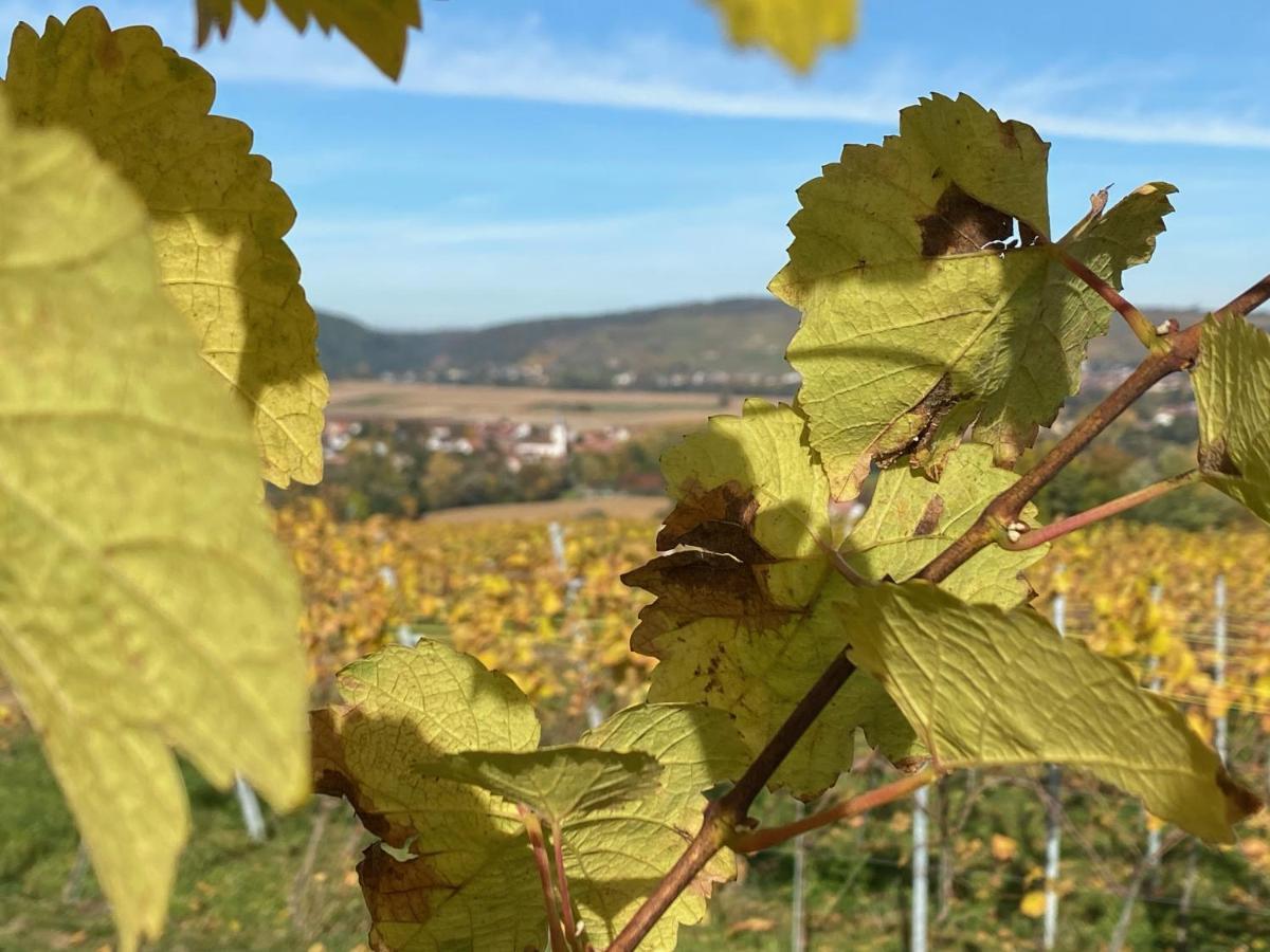 Gite "Le Platane" 45 M2 - Climatise Monswiller Bagian luar foto