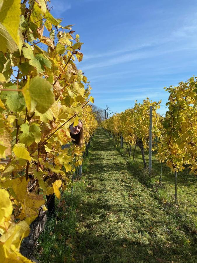 Gite "Le Platane" 45 M2 - Climatise Monswiller Bagian luar foto